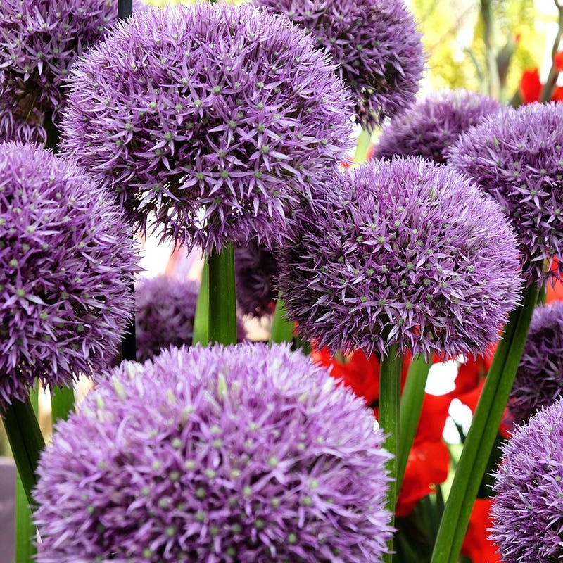 Pinball Wizard Allium 2 Pinball Wizard Allium - Image 2