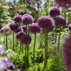 Pinball Wizard Allium 5 Pinball Wizard Allium -High Country Gardens Shop pinball wizard allium 3