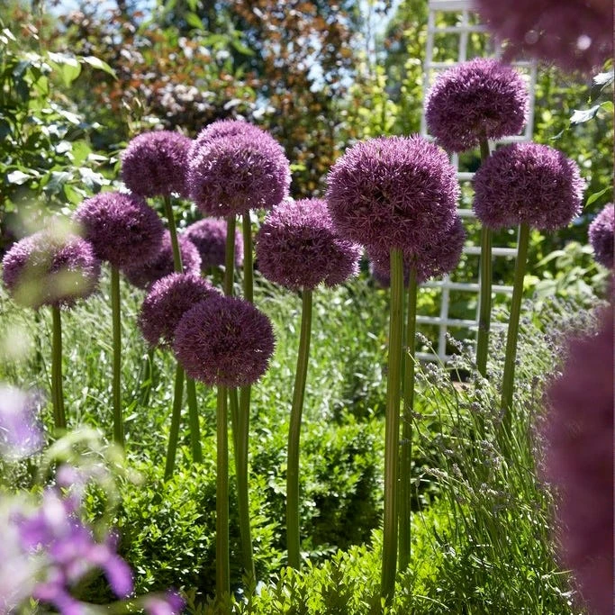 Pinball Wizard Allium 3 Pinball Wizard Allium - Image 3