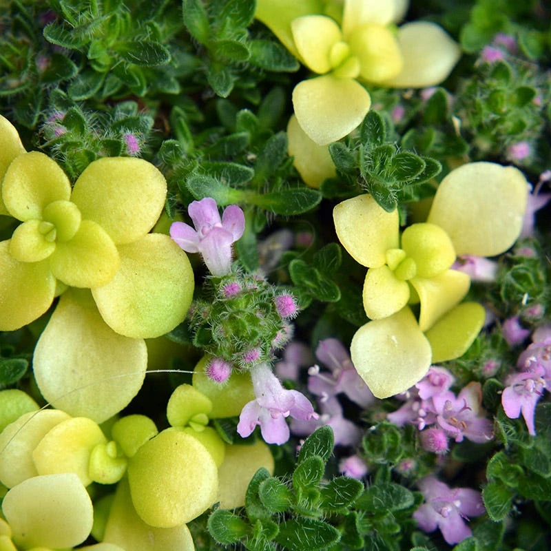 Pink Chintz Creeping Thyme 3 Pink Chintz Creeping Thyme - Image 3