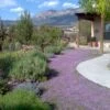 Tread On Me Evergreen Groundcover Collection -High Country Gardens Shop pink chintz creeping thyme groundcovers
