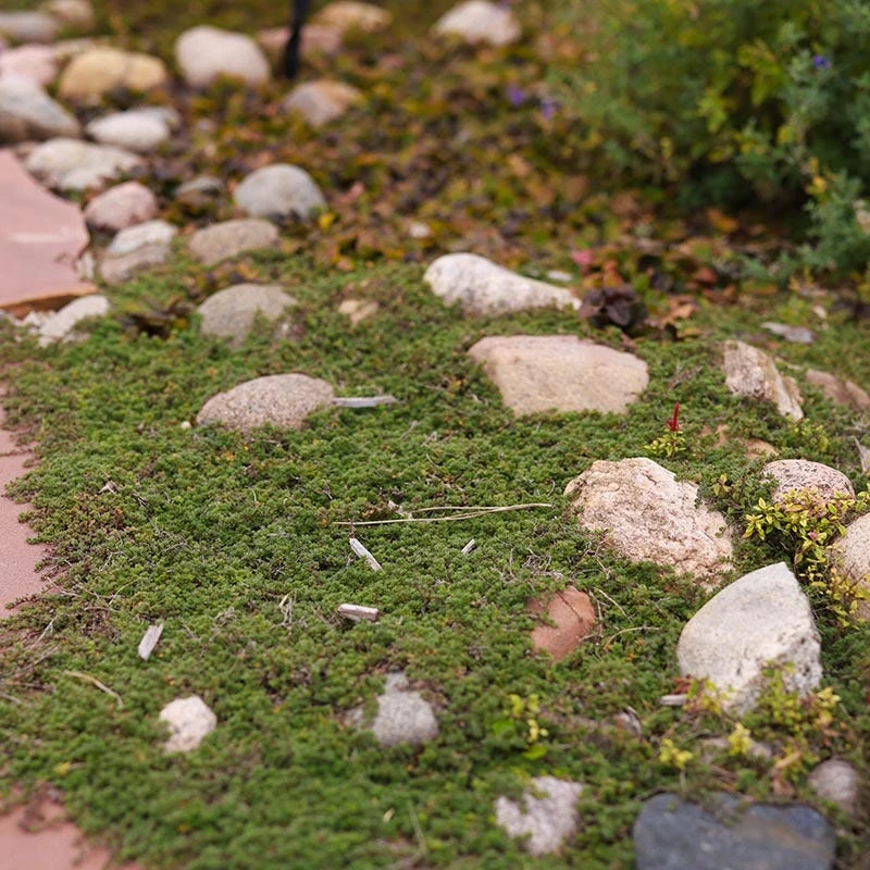 Pink Chintz Creeping Thyme 5 Pink Chintz Creeping Thyme - Image 5