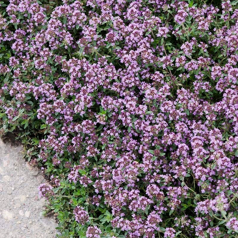 Pink Chintz Creeping Thyme 2 Pink Chintz Creeping Thyme - Image 2