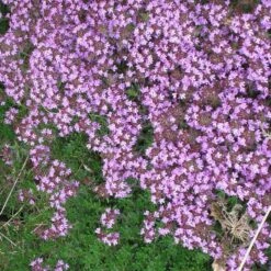 Tread On Me Evergreen Groundcover Collection -High Country Gardens Shop pink creeping thyme cropped
