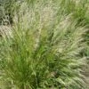 Pixie Fountain Tufted Hair Grass -High Country Gardens Shop pixie fountain tufted hair grass