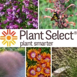 Plant Select® Waterwise Perennial Collection -High Country Gardens Shop plant select waterwise perennial coll 10 25 24