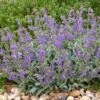 Platinum® Dwarf Silver Leaf Salvia 6 Platinum® Dwarf Silver Leaf Salvia -High Country Gardens Shop platinum dwarf silver leaf salvia credit david winger plant select