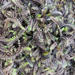 Platt's Black Brass Buttons (Leptinella) -High Country Gardens Shop platts black brass buttons 3