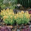 Poquito™ Butter Yellow Agastache 10 Poquito™ Butter Yellow Agastache -High Country Gardens Shop poquito butter yellow agastache 1