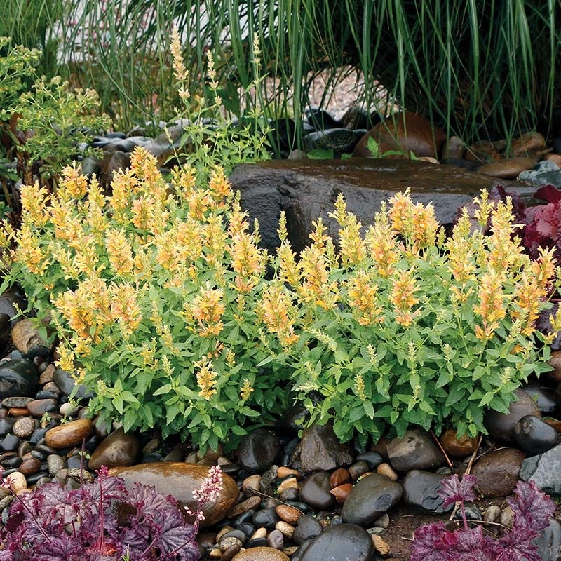 Poquito™ Butter Yellow Agastache 1 Poquito™ Butter Yellow Agastache