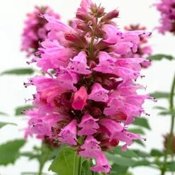 Poquito™ Lavender Agastache -High Country Gardens Shop poquito lavender agastache close up