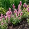 Poquito™ Lavender Agastache -High Country Gardens Shop poquito lavender agastache garden