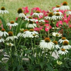 PowWow® White Echinacea -High Country Gardens Shop pow wow white echinacea
