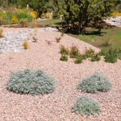 Powis Castle Artemisia -High Country Gardens Shop powis castle andrea nm