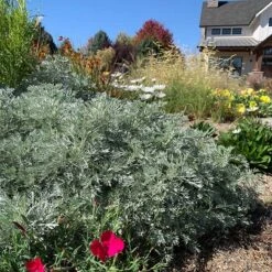 Powis Castle Artemisia -High Country Gardens Shop powis castle meadowpro