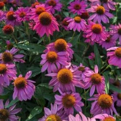 PowWow® Wild Berry Echinacea -High Country Gardens Shop powwow berry echinacea 1