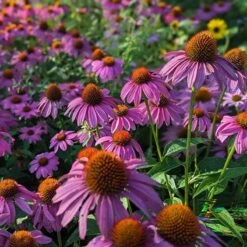 Autumn Magic Pollinator Collection -High Country Gardens Shop powwow berry echinacea 3 3