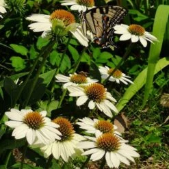 PowWow® White Echinacea -High Country Gardens Shop powwow white coneflower 1