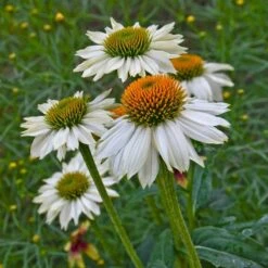 PowWow® White Echinacea -High Country Gardens Shop powwow white echinacea walters garden 1