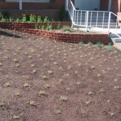 Prestige™ Buffalo Grass Plugs -High Country Gardens Shop prestige just planted plugs close 1