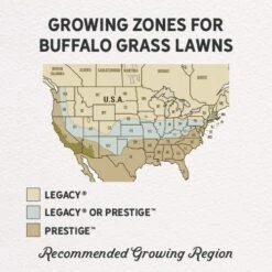 Prestige™ Buffalo Grass Plugs -High Country Gardens Shop prestige and legacy gph regions 1