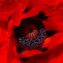 Prince Of Orange Oriental Poppy -High Country Gardens Shop prince of orange poppy 3