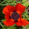 Prince Of Orange Oriental Poppy -High Country Gardens Shop prince of orange poppy pr1