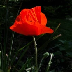 Prince Of Orange Oriental Poppy -High Country Gardens Shop prince of orange poppy pr4