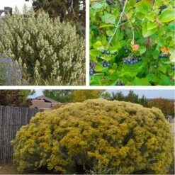 Habitat Shrub Collection For The West -High Country Gardens Shop privacy shrub for the west perennial collection 5 5 23