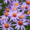 Professor Kippenberg New York Aster -High Country Gardens Shop professor kippenberg aster