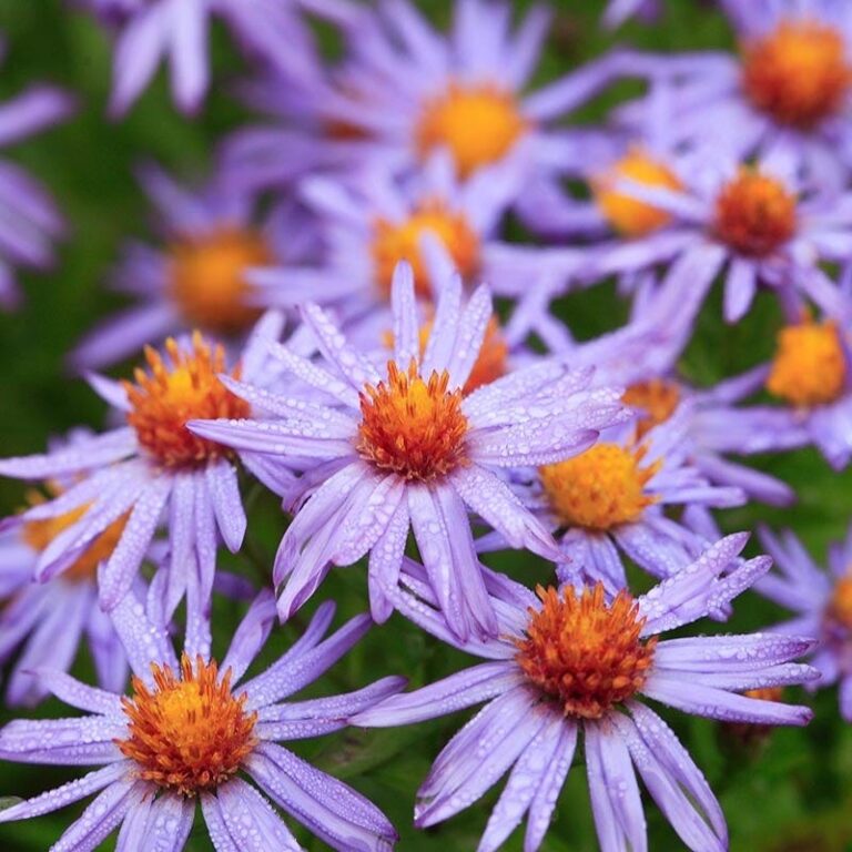 High Country Gardens Shop -High Country Gardens Shop professor kippenberg aster 2 768x768 1