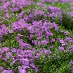 Purple Beauty Creeping Phlox -High Country Gardens Shop purple beauty creeping phlox groundcover 3