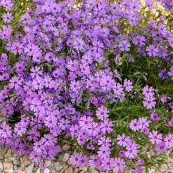 Purple Beauty Creeping Phlox -High Country Gardens Shop purple beauty creeping phlox rock garden