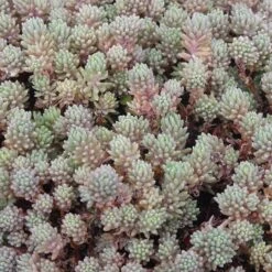 Succulent Groundcover Collection -High Country Gardens Shop purple form creeping sedum hispanicum creeping