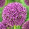 Purple Suze Allium -High Country Gardens Shop purple suze allium fall flower bulb