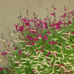 Raspberry Delight® Salvia -High Country Gardens Shop rasberry delight hybrid bush sage withornamentalgrass 1