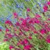 Raspberry Delight® Salvia 11 Raspberry Delight® Salvia -High Country Gardens Shop raspberry delight salvia hero 1 1