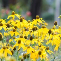 Colorado Perennial Collection -High Country Gardens Shop ratibida pinnata sq
