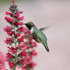 Red Feathers (Echium) -High Country Gardens Shop red feathers 1