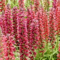Red Feathers (Echium) -High Country Gardens Shop red feathers 2