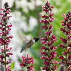 Red Feathers (Echium) -High Country Gardens Shop red feathers 3