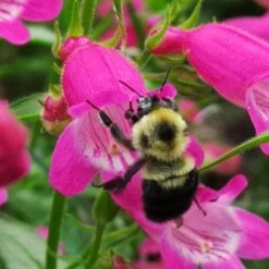 FireSmart Collection - Zone 3 -High Country Gardens Shop red rocks penstemon bee