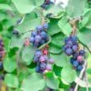 Regent Serviceberry (Amelanchier) -High Country Gardens Shop regent serviceberry 1