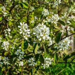 Regent Serviceberry (Amelanchier) -High Country Gardens Shop regent serviceberry 3