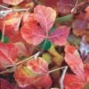 Gro-Low Sumac (Rhus) -High Country Gardens Shop rhus aromatica gro low