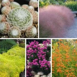 Rock Garden Collection -High Country Gardens Shop rock garden collection 10 28 24