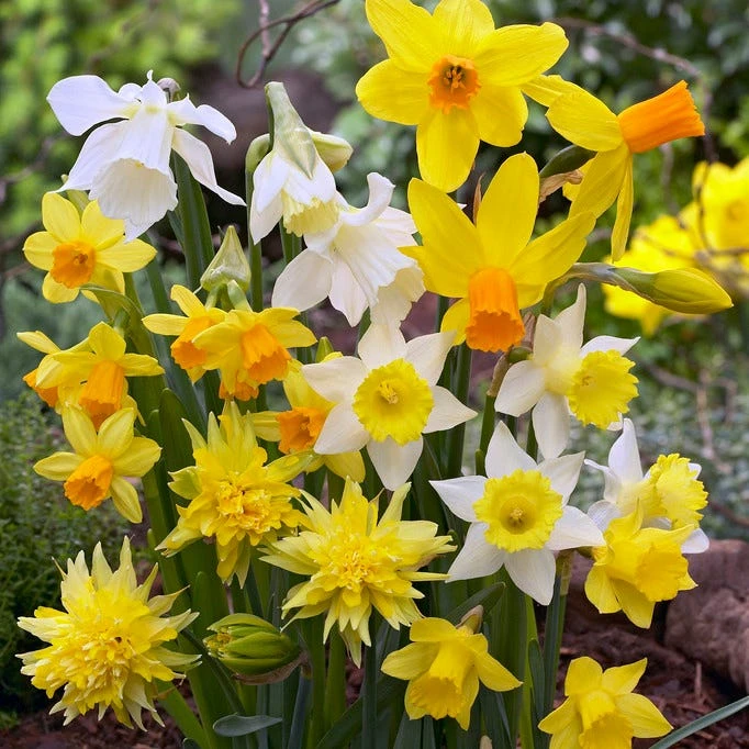 Rock Garden Bulb Collection 2 Rock Garden Bulb Collection - Image 2