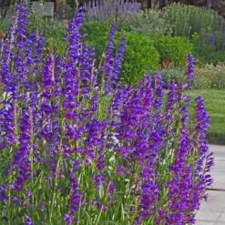 Colorado Perennial Collection -High Country Gardens Shop rocky mountain penstemon strictus