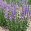 Jumbo Waterwise Extension Collection -High Country Gardens Shop rocky mtn penstemon cropped