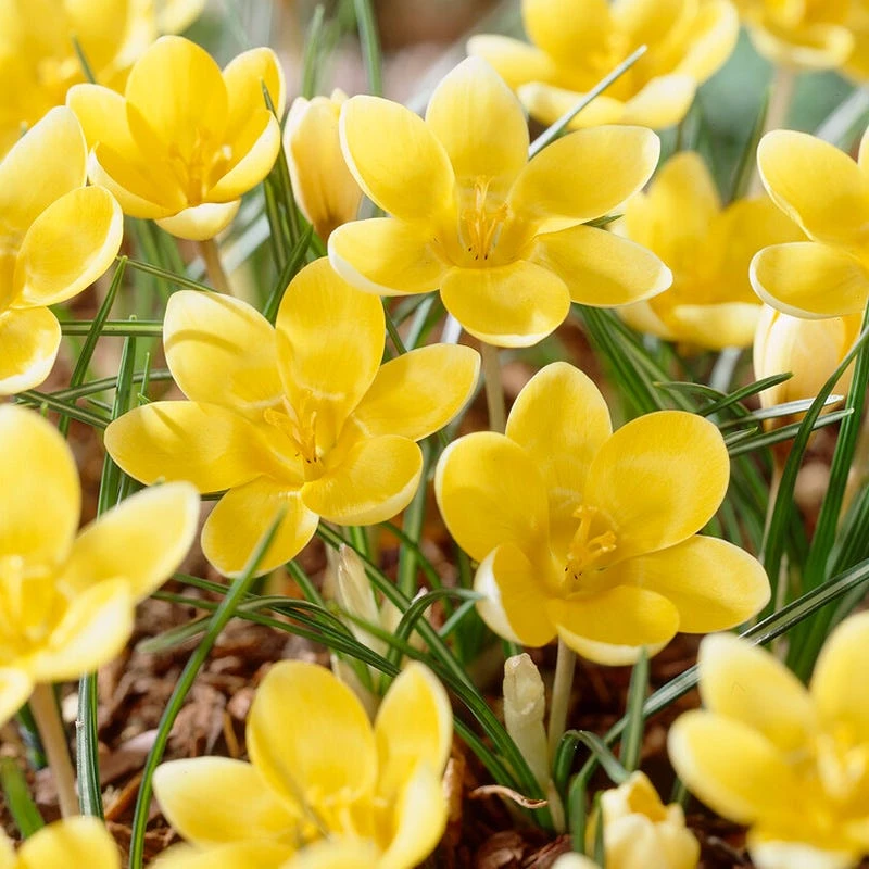 Romance Crocus 1 Romance Crocus